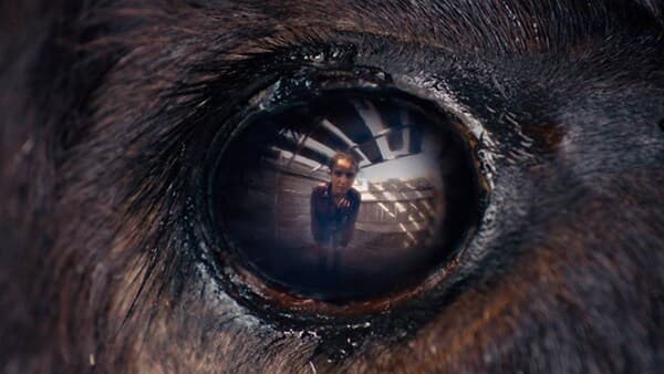 copertina del programma Animale (2024)