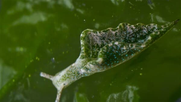 copertina 13 Ore Per Sopravvivere - Fuga Negli Abissi