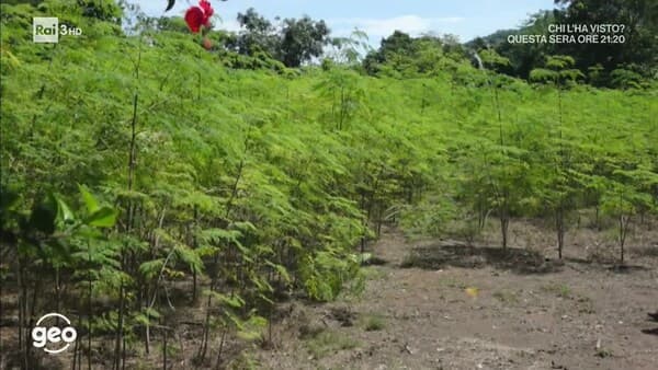 copertina Geo - Moringa, L'Albero Dei Miracoli