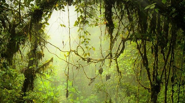 copertina del programma I Meccanismi Della Natura
