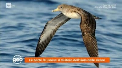 copertina Isole: Linosa