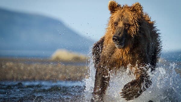 copertina La Caccia - Predatori In Pericolo