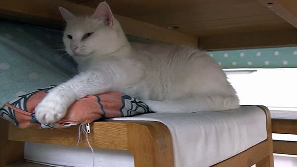 copertina del programma La Verità Sui Gatti - Il Leone Nel Tuo Grembo