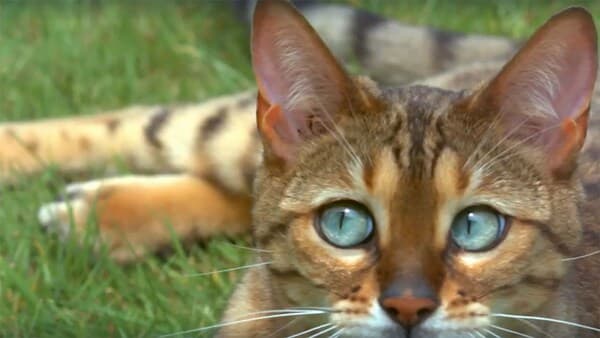 copertina La Verità Sui Gatti - Una Vista Da Gatto