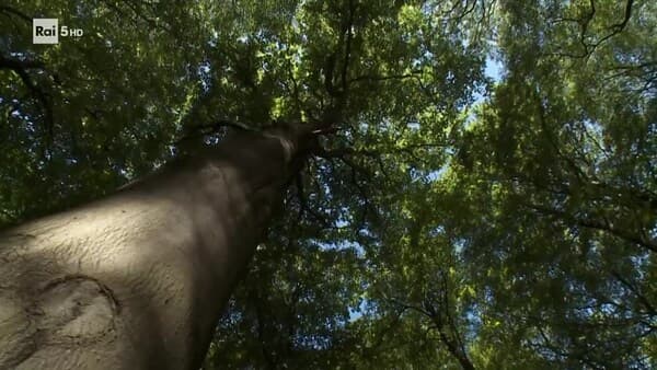 copertina del programma La Vita Sulla Cima Degli Alberi