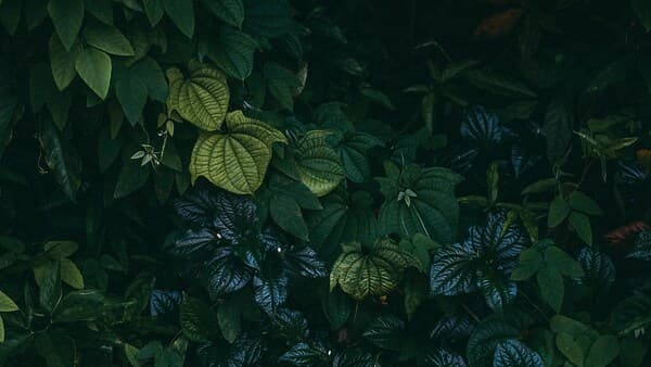 copertina Lo Strabiliante Mondo Delle Piante