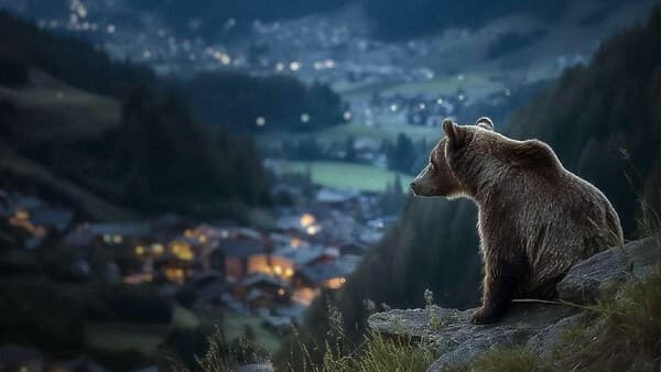 copertina Pericolosamente Vicini - Vivere Con Gli Orsi