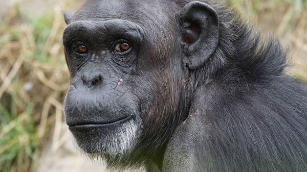 copertina Uganda, Lo Sguardo Di Uno Scimpanzé