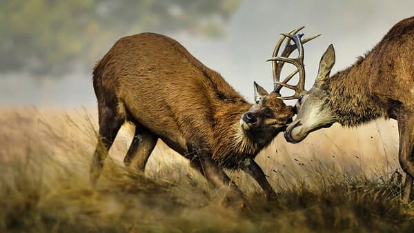 copertina del programma Un Anno Di Amore Selvaggio