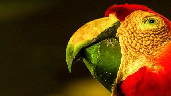 copertina Wild Perù - La Legge Della Giungla