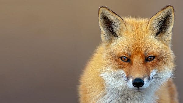 copertina I Ladri Più Coraggiosi Della Natura