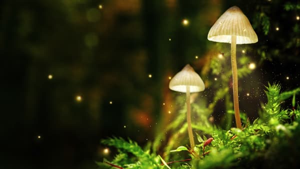 copertina del programma Il Bosco Magico