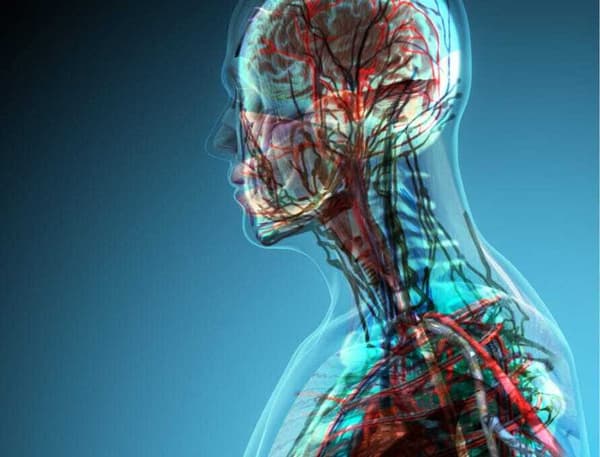 copertina Inside the human body