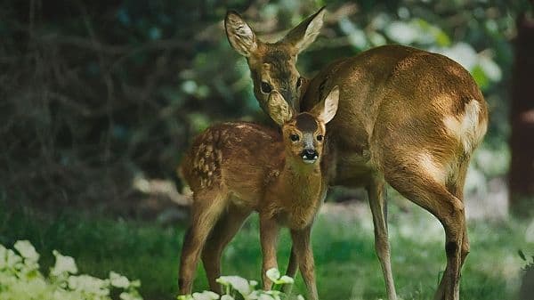 copertina Meraviglie Naturali Della Danimarca La F