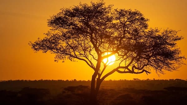 copertina del programma Serengeti Serie 2 Ep. 3 - Rinnovamento