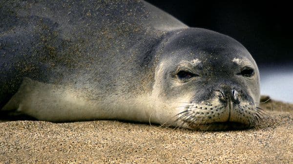 copertina Sonno Segreto, La Foca Monaca Del Medite