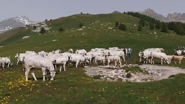 copertina del programma Transumanza. Il Ritorno A Casa