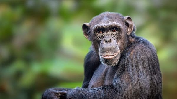 copertina Uganda, Lo Sguardo Di Uno Scimpanzè