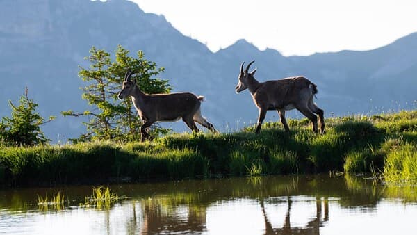 copertina Un Anno Di Amore Selvaggio