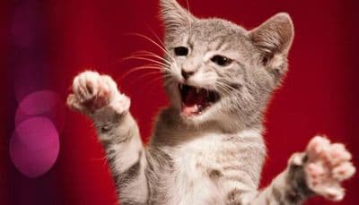 copertina del programma Il mio gatto e' indemoniato