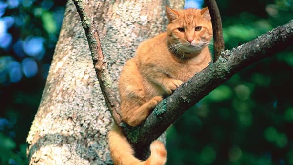 copertina Il mio gatto e' in cima all'albero!