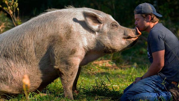 copertina del programma La mia vita è una fattoria