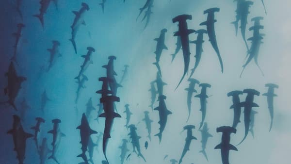 copertina del programma Scherzi della natura