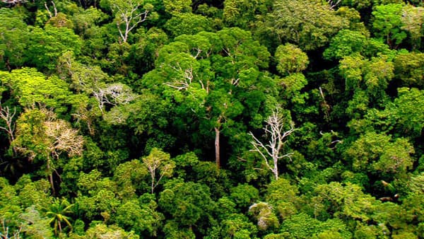 copertina Amazzonia: viaggio nella Foresta