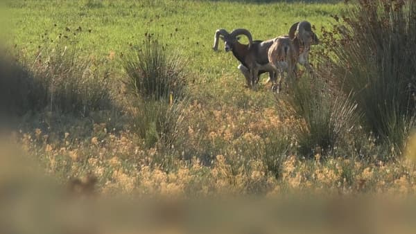 copertina del programma A caccia tra mari e monti 1