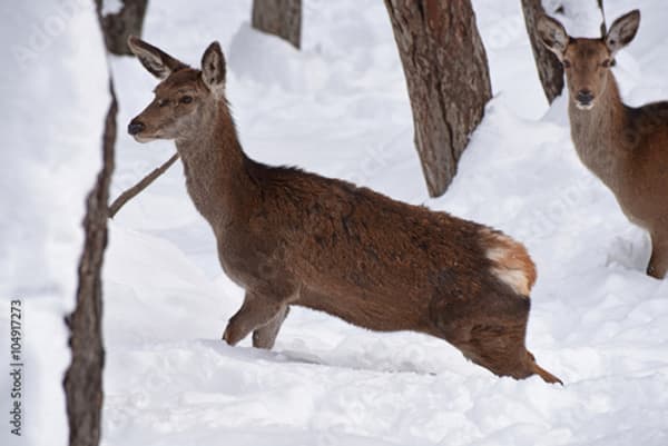 copertina Camosci a fil di neve