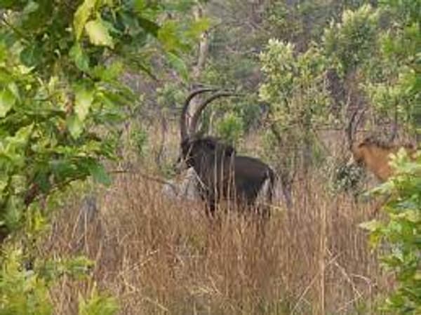 copertina Dossier caccia Lituania 2 - Stag. 2 Ep. 2 - Leggende Lituane