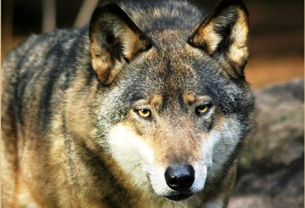 copertina I lupi di Casciana