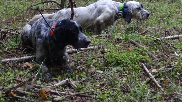 copertina del programma Maschi contro femmine