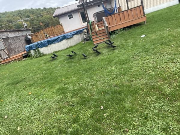 copertina Parliamo di caccia: Cornacchie!