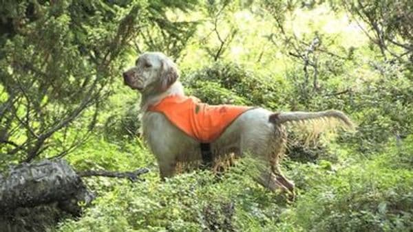 copertina Parola di cane 1