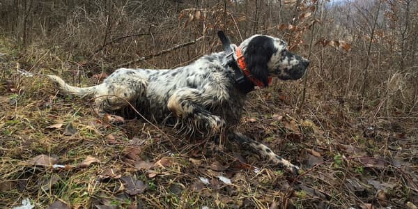 copertina del programma Passione setter 1 - Stag. 1 Ep. 1