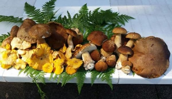 copertina Speciale funghi