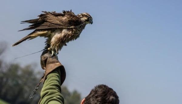copertina Storie di caccia e di cacciatori 6