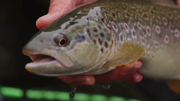 copertina Simplest Way of Life 2 - Stag. 2 Ep. 4