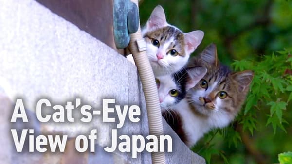 copertina A Cat's-Eye View of Japan