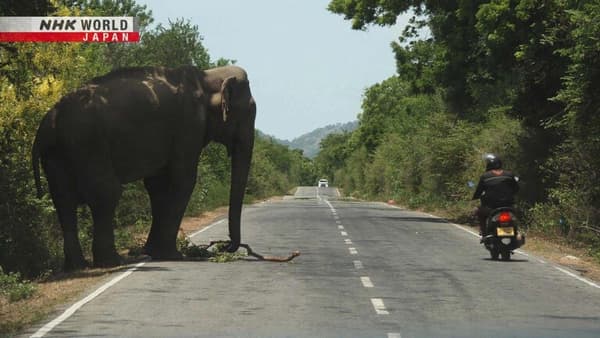 copertina del programma Human-Elephant Conflict: Sri Lanka