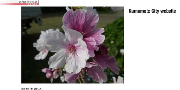 copertina del programma Kumamoto Castle