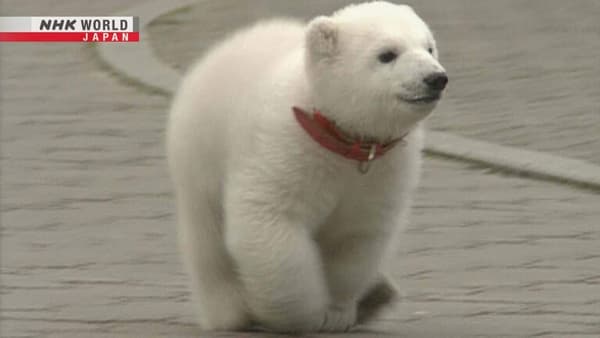 copertina del programma Peace the Polar Bear
