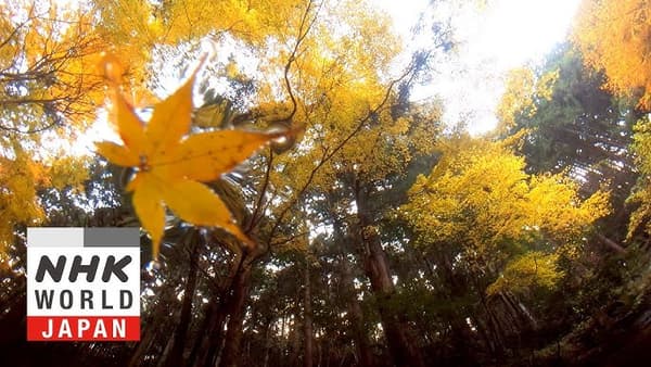 copertina The Seasons of Yamato