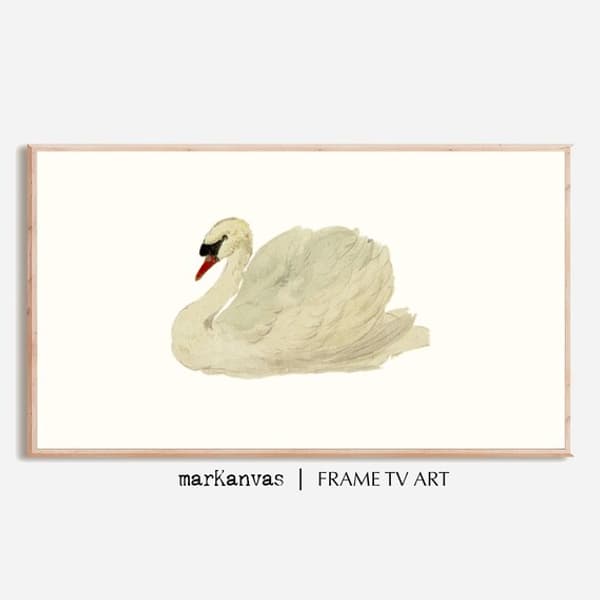 copertina del programma Becoming a swan - Diventare un cigno