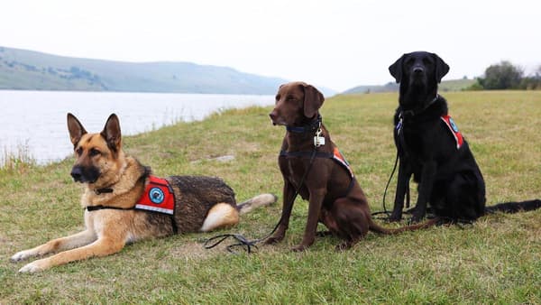 copertina Cani dai lavori straordinari - Colleghi