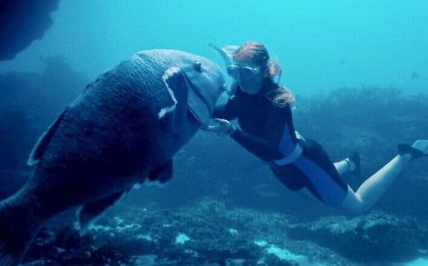 copertina del programma Blueback