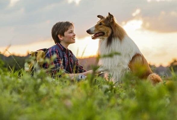 copertina del programma Lassie torna a casa