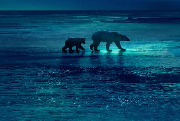 copertina del programma Frozen planet - Incanto di ghiaccio