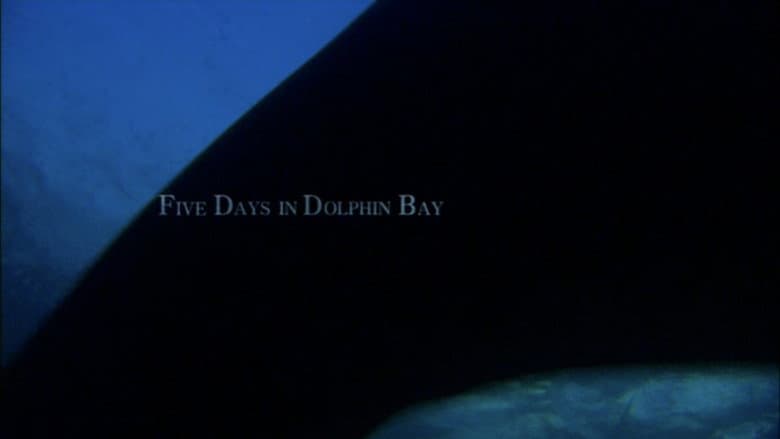 copertina Dolphin Days